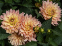 Dekorativ dahlia 'Gallery Pablo', Rigtblomstrende med en kompakt og buskagtig vækst, fremragende til krukker og bede.