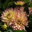 Dekorativ dahlia 'Gallery Pablo', Rigtblomstrende med en kompakt og buskagtig vækst, fremragende til krukker og bede.