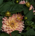 Dekorativ dahlia 'Gallery Pablo', Rigtblomstrende med en kompakt og buskagtig vækst, fremragende til krukker og bede.