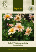 Enkel havedahlia ''Topmix Apricot'' 1 stk.