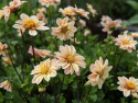 Enkel havedahlia ''Topmix Apricot'' 1 stk.