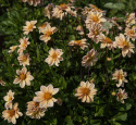Enkel havedahlia ''Topmix Apricot'' 1 stk.