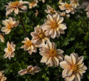 Enkel havedahlia ''Topmix Apricot'' 1 stk.