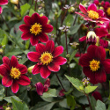Enkel havedahlia ''Topmix Purple'' 1 stk.