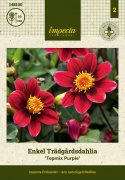 Enkel havedahlia ''Topmix Purple'' 1 stk.