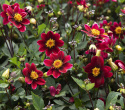 Enkel havedahlia ''Topmix Purple'' 1 stk.