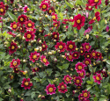 Enkel havedahlia ''Topmix Purple'' 1 stk.