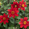 Enkel havedahlia ''Topmix Red'' 1 stk.