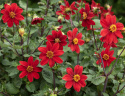 Enkel havedahlia ''Topmix Red'' 1 stk.