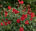 Enkel havedahlia ''Topmix Red'' 1 stk.