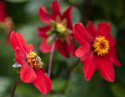 Enkel havedahlia ''Topmix Red'' 1 stk.