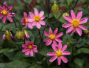 Enkel havedahlia ''Topmix Pink'' 1 stk.