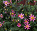 Enkel havedahlia ''Topmix Pink'' 1 stk.
