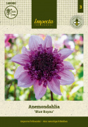 Anemone-dahlia ''Blue Bayou'' 1 stk.