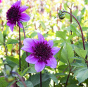Anemone-dahlia ''Blue Bayou'' 1 stk.