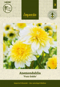 Anemone-dahlia ''Paso Doble'' 1 stk.