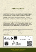 Anemone-dahlia 'Paso Doble' 1 stk.