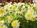 Anemone-dahlia ''Paso Doble'' 1 stk.