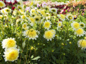 Anemone-dahlia ''Paso Doble'' 1 stk.