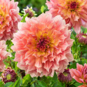 Dekorativ dahlia 'Pasadoble Dancer', dekorativ dahlia med ca. 15-20 cm store, fyldige, lyse laksefarvede blomster med en varm ferskengul midte.
