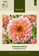 Dekorativ dahlia 'Pasadoble Dancer', dekorativ dahlia med ca. 15-20 cm store, fyldige, lyse laksefarvede blomster med en varm ferskengul midte.