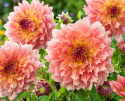 Dekorativ dahlia 'Pasadoble Dancer', dekorativ dahlia med ca. 15-20 cm store, fyldige, lyse laksefarvede blomster med en varm ferskengul midte.