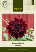 Anemone-dahlia ''Soulman'' 1 stk.