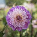 Anemone-dahlia ''Take Off'' 1 stk.