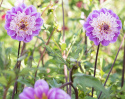 Anemone-dahlia ''Take Off'' 1 stk.