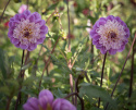 Anemone-dahlia ''Take Off'' 1 stk.