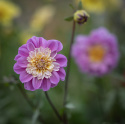 Anemone-dahlia ''Take Off'' 1 stk.