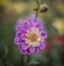 Anemone-dahlia ''Take Off'' 1 stk.