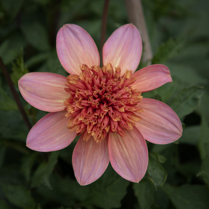 Anemone-dahlia 'Totally Tangerine', anemone-dahlia med ca. 7-10 cm store, åbne, koralrosa til abrikosfarvede enkle blomster.