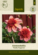 Anemone-dahlia 'Totally Tangerine', anemone-dahlia med ca. 7-10 cm store, åbne, koralrosa til abrikosfarvede enkle blomster.