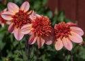 Anemone-dahlia 'Totally Tangerine', anemone-dahlia med ca. 7-10 cm store, åbne, koralrosa til abrikosfarvede enkle blomster.