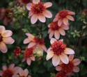 Anemone-dahlia 'Totally Tangerine', anemone-dahlia med ca. 7-10 cm store, åbne, koralrosa til abrikosfarvede enkle blomster.