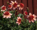 Anemone-dahlia 'Totally Tangerine', anemone-dahlia med ca. 7-10 cm store, åbne, koralrosa til abrikosfarvede enkle blomster.