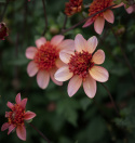 Anemone-dahlia 'Totally Tangerine', anemone-dahlia med ca. 7-10 cm store, åbne, koralrosa til abrikosfarvede enkle blomster.