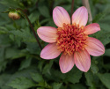Anemone-dahlia 'Totally Tangerine', anemone-dahlia med ca. 7-10 cm store, åbne, koralrosa til abrikosfarvede enkle blomster.