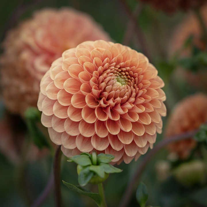 Pompondahlia 'Beatrice', ca. 10 cm store, tætte, fuldstændig kuglerunde blomster i varm ferskenfarvet til lys abrikos.