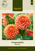Pompondahlia 'Beatrice', ca. 10 cm store, tætte, fuldstændig kuglerunde blomster i varm ferskenfarvet til lys abrikos.