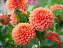 Pompondahlia 'Beatrice', ca. 10 cm store, tætte, fuldstændig kuglerunde blomster i varm ferskenfarvet til lys abrikos.