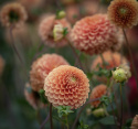 Pompondahlia 'Beatrice', ca. 10 cm store, tætte, fuldstændig kuglerunde blomster i varm ferskenfarvet til lys abrikos.