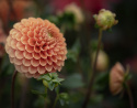 Pompondahlia 'Beatrice', ca. 10 cm store, tætte, fuldstændig kuglerunde blomster i varm ferskenfarvet til lys abrikos.