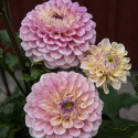 Pompondahlia 'Bolt', ca. 7-10 cm store, tætte, fuldstændig kuglerunde blomster i nuancer af cremegul, flødefarvet og pudderrosa.