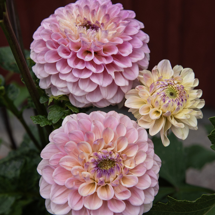 Pompondahlia 'Bolt', ca. 7-10 cm store, tætte, fuldstændig kuglerunde blomster i nuancer af cremegul, flødefarvet og pudderrosa.