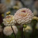 Pompondahlia 'Bolt', ca. 7-10 cm store, tætte, fuldstændig kuglerunde blomster i nuancer af cremegul, flødefarvet og pudderrosa.