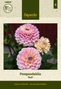 Pompondahlia 'Bolt', ca. 7-10 cm store, tætte, fuldstændig kuglerunde blomster i nuancer af cremegul, flødefarvet og pudderrosa.