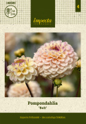 Pompondahlia 'Bolt', ca. 7-10 cm store, tætte, fuldstændig kuglerunde blomster i nuancer af cremegul, flødefarvet og pudderrosa.