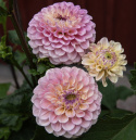 Pompondahlia 'Bolt', ca. 7-10 cm store, tætte, fuldstændig kuglerunde blomster i nuancer af cremegul, flødefarvet og pudderrosa.